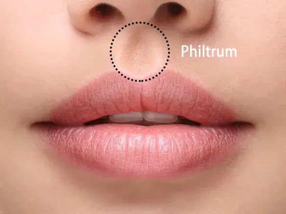 philtrum